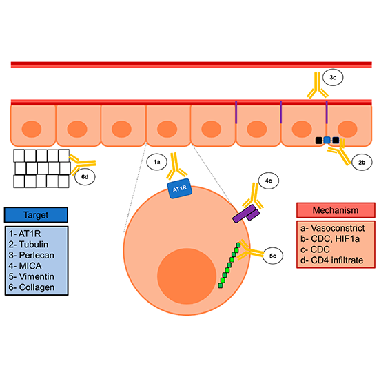 HLA Mixed Antibody